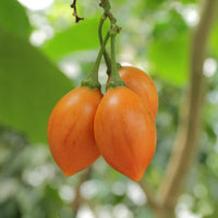 Tamarillo seeds for growing ornamental fruit plants in home gardens.