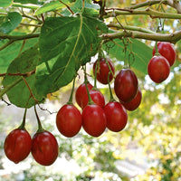 Tamarillo (Tree Tomato) seeds for planting in home gardens and containers.