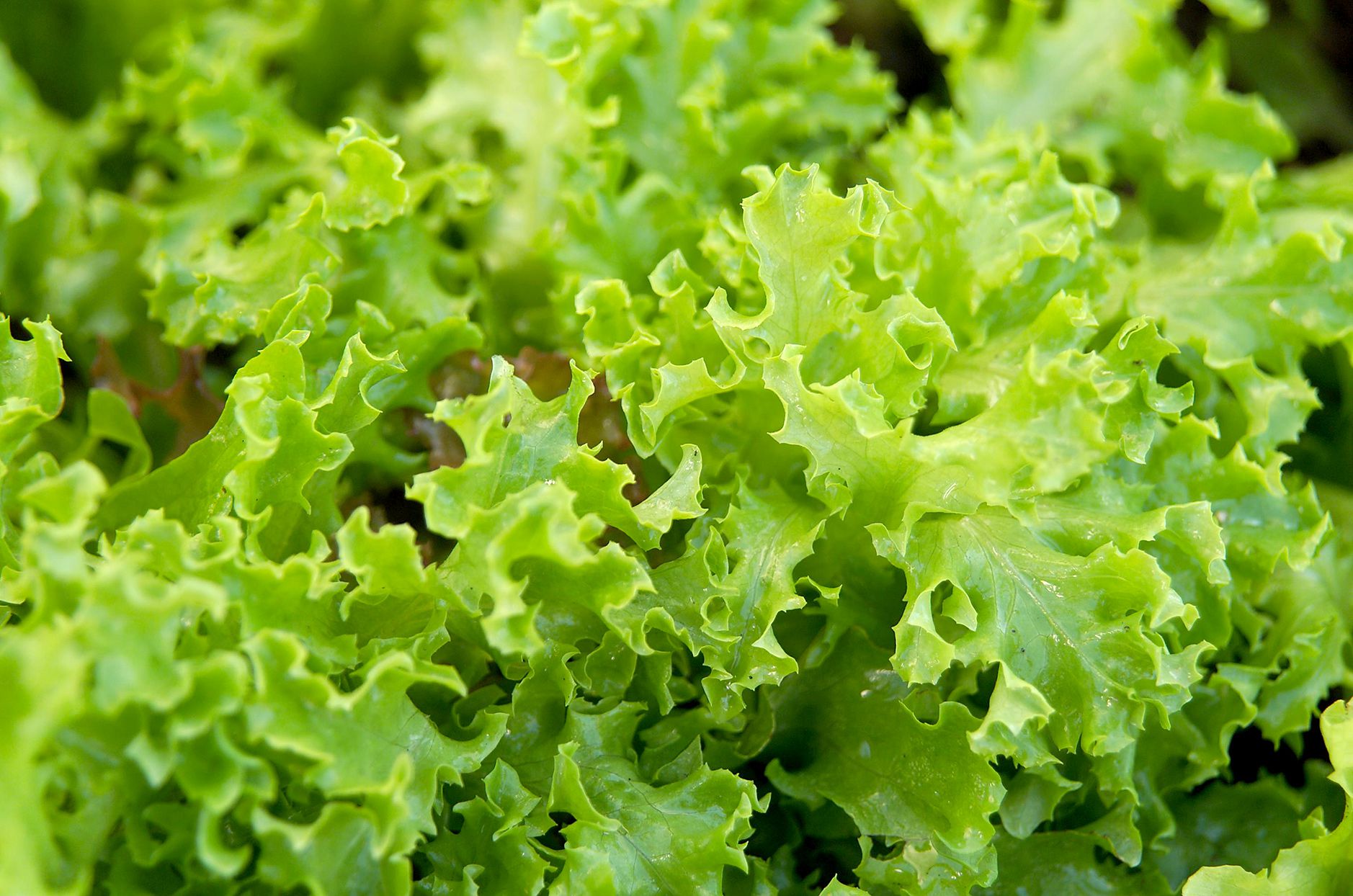 Lush lettuce plants growing in an outdoor patio container.

