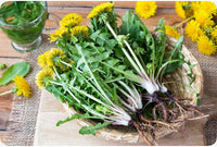 Taraxacum officinale Italian variety grown in containers