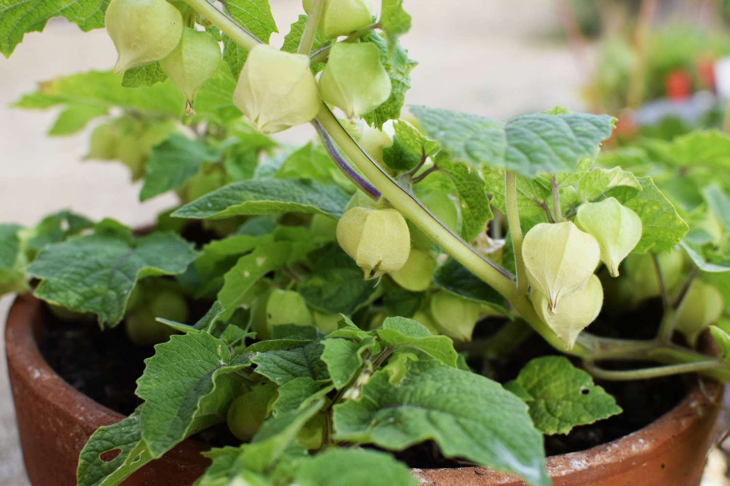 Step-by-Step Guide for Planting Tart Ground Cherry Seeds in Your Garden