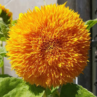 Teddy Bear Sunflower flower seeds for planting with fluffy yellow blooms