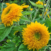 Yellow Bear SunFlower seeds for Planting - Fragrant Blossoms, Heirloom & GMO Free Seeds for Home Garden