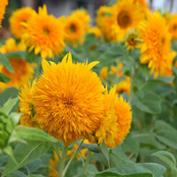 Teddy Bear Sunflower plants adding color to containers and outdoor spaces