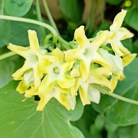 Telosma Cordata flower seeds for planting on trellises and garden fences.