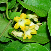 Telosma Cordata vine growing on a garden arbor with lush green foliage and blooms.
