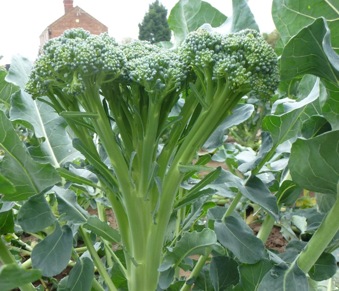 Tenderstem Broccoli Growing in Home Vegetable Garden