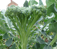 Tenderstem Broccoli Growing in Home Vegetable Garden