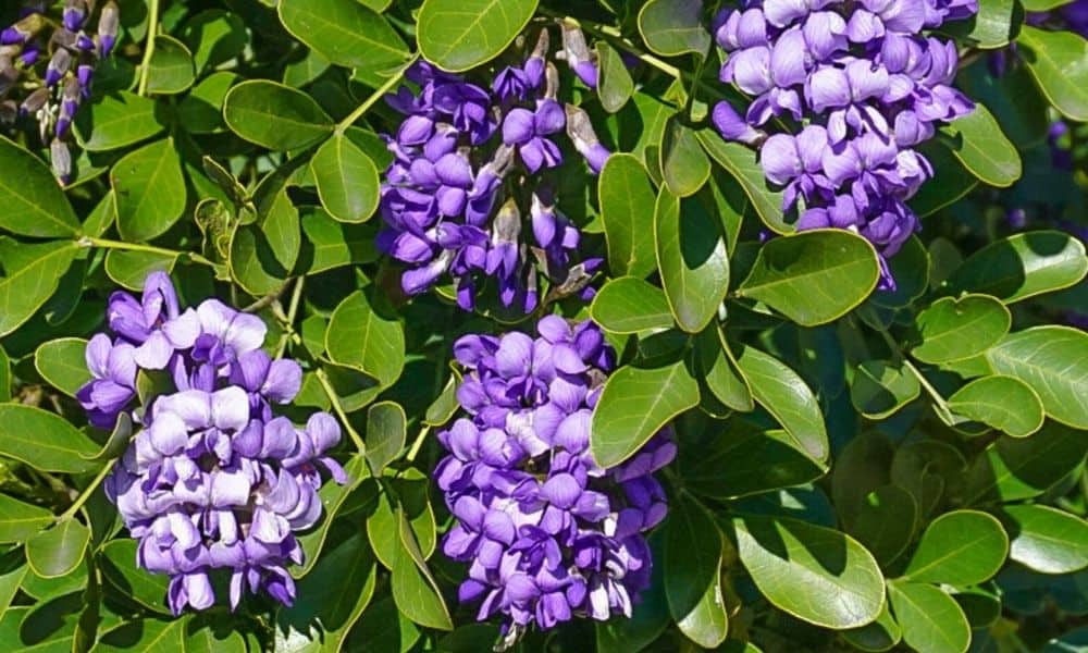 Heirloom Laurel Flower seeds for Planting Perfect for Borders Heirloom & GMO Free Seeds for Home Garden