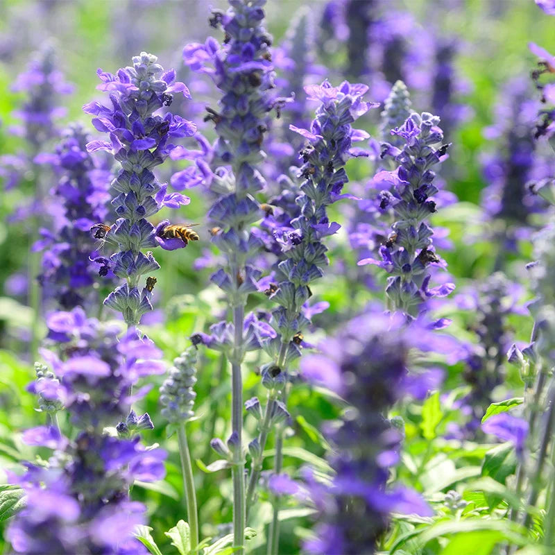 Violet Salvia Meadow Sage Flower seeds for Planting - Cottage Garden Essential, Heirloom & GMO Free Seeds for Home Garden