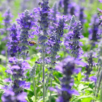 Violet Salvia Meadow Sage Flower seeds for Planting - Cottage Garden Essential, Heirloom & GMO Free Seeds for Home Garden
 
 Sale seeds for home garden