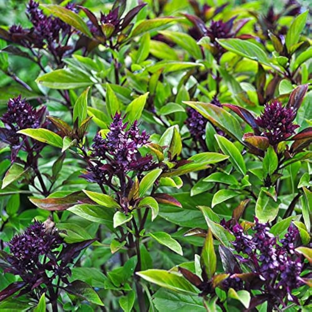 Thai Basil flower spikes attracting pollinators
