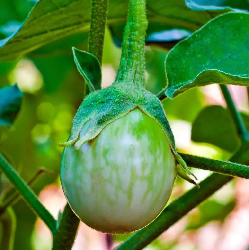 Fresh Thai Green Round Eggplant Fruits