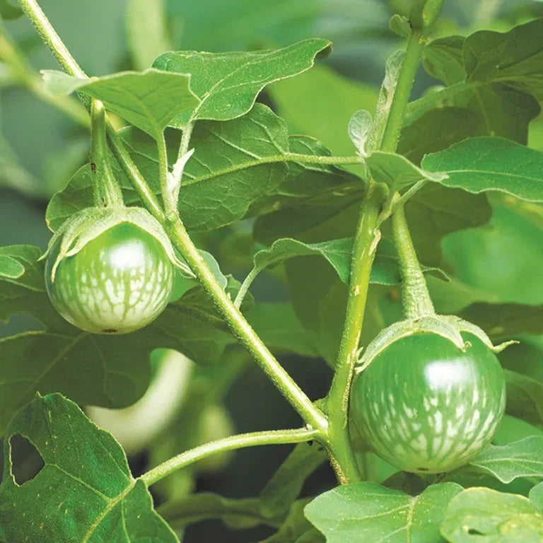 Thai Green Round Eggplant Plants Growing in Garden