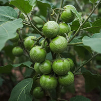 Thai Green Round Eggplant Seeds for Planting