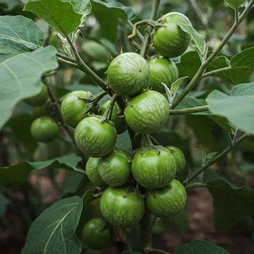 Thai Green Round Eggplant Seeds for Planting