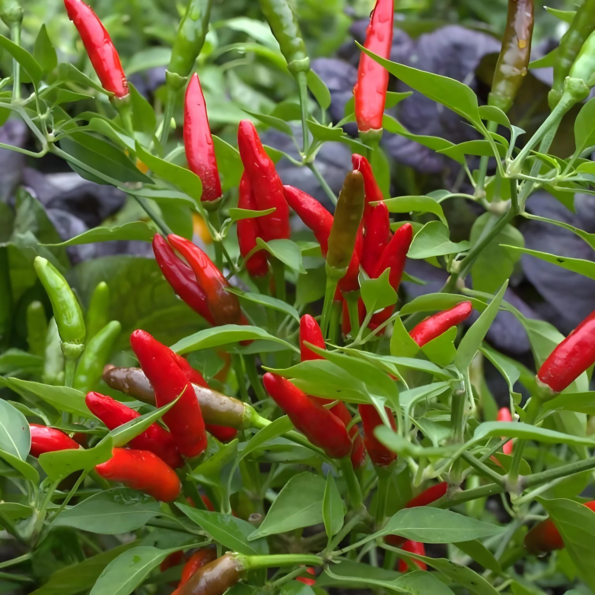 Thai Hot Pepper Bird Chili heirloom seeds for home garden planting