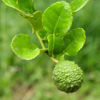 Thai Kaffir Lime citrus seeds for ornamental garden and container planting.