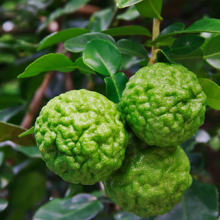 Thai Kaffir Lime seeds for planting in home gardens and containers.