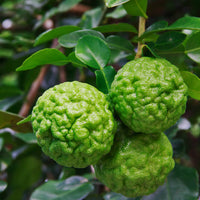 Thai Kaffir Lime seeds for planting in home gardens and containers.