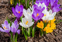 White Violet Daffodil Seeds for Planting in Your Garden