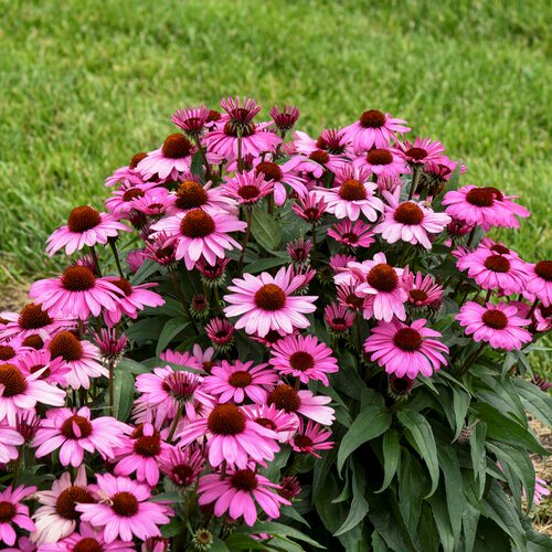 Mixed ConeFlower seeds for Planting - Low Maintenance, Heirloom & GMO Free Seeds for Home Garden