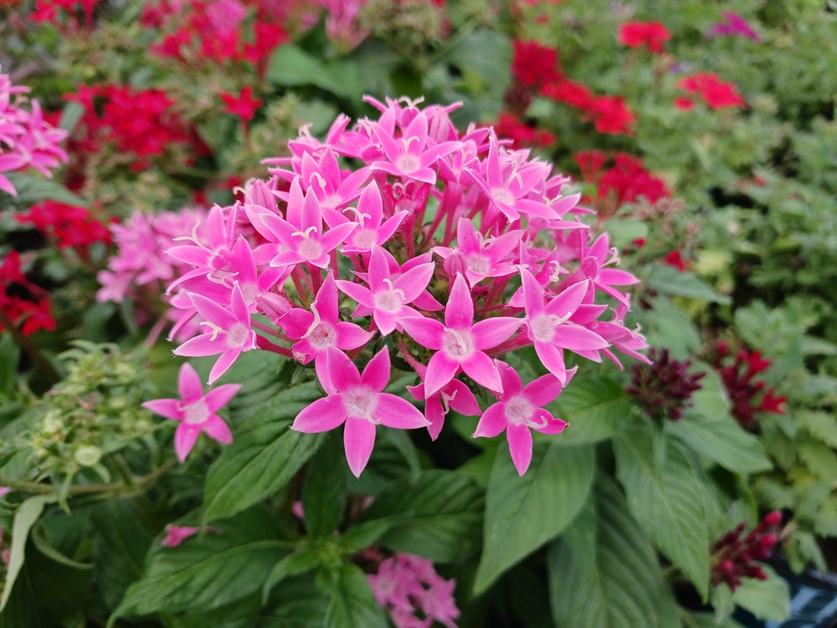 Pink Pentas Flower seeds for Planting - Compact Growth, Heirloom & GMO Free Seeds for Home Garden
