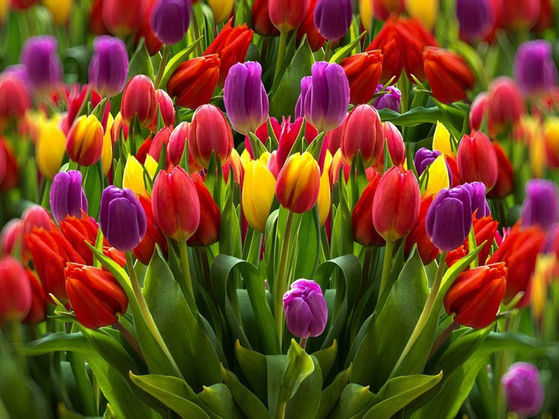 Tulip (Tulip Flower) seeds for planting in home garden