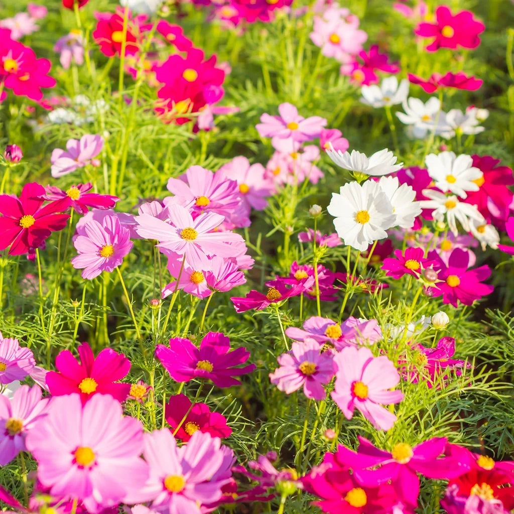 Mixed Color Cosmos Seeds Heirloom Annual Garden Flowers for Home Planting