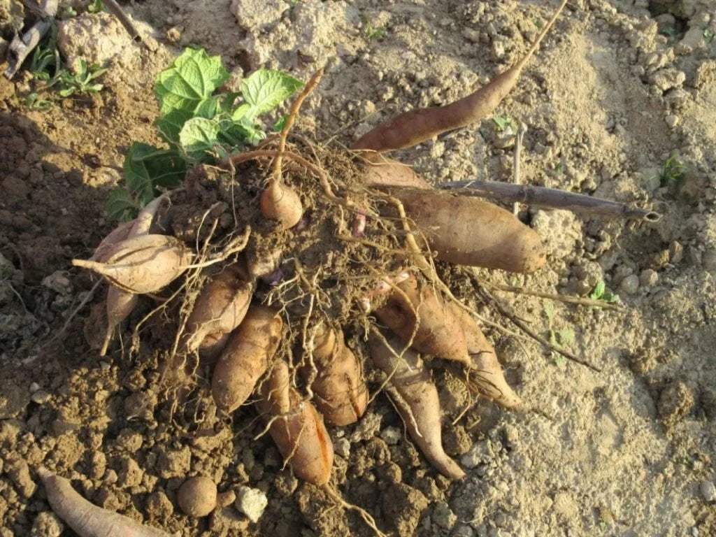 Yacon Vegetable Seeds for Planting – Heirloom & Non-GMO Root Vegetable Seeds