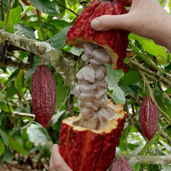 Theobroma cacao tropical fruit seeds for ornamental and tropical garden planting.