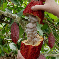 Theobroma cacao tropical fruit seeds for ornamental and tropical garden planting.