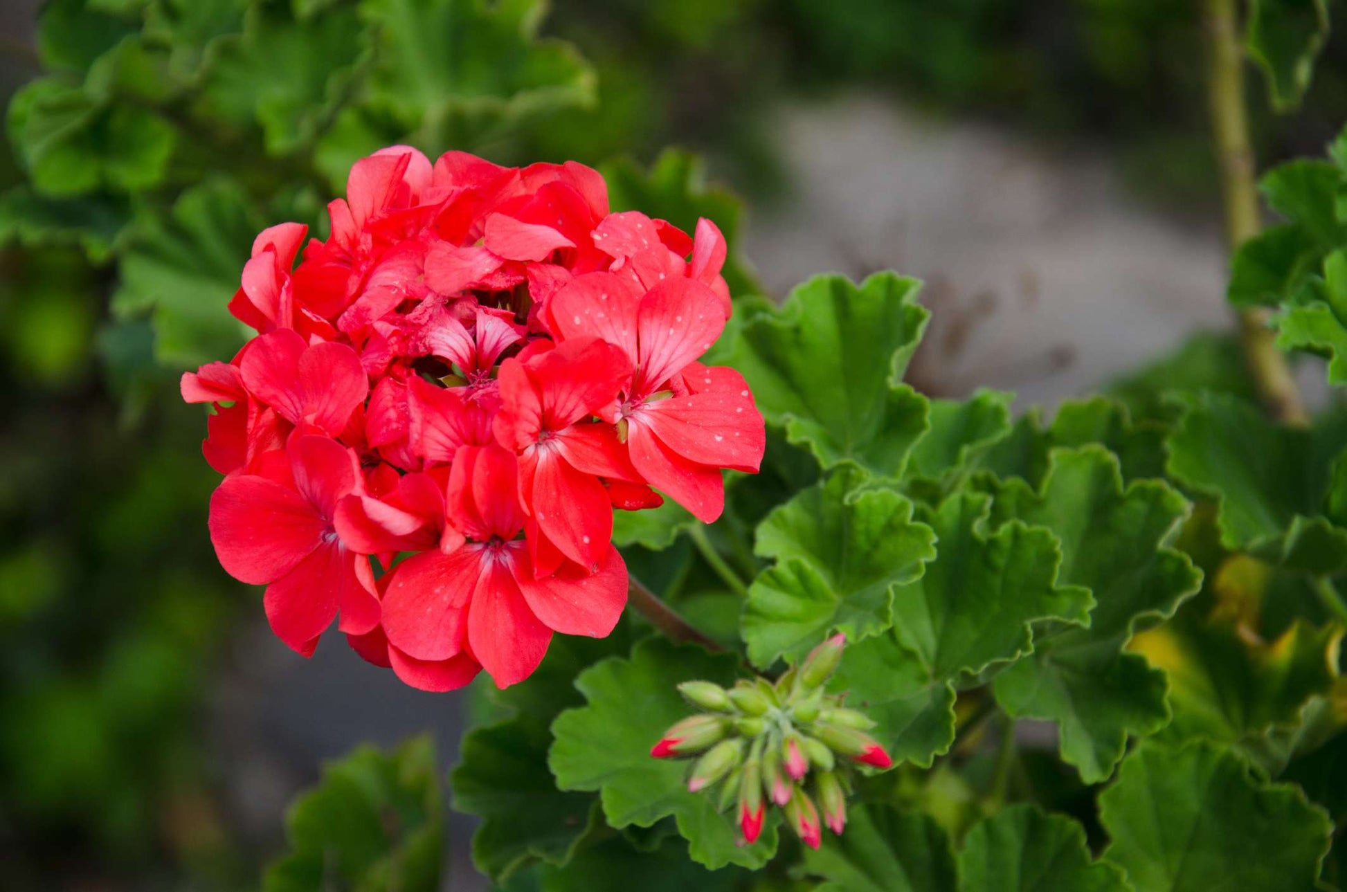 Geranium Flower Seeds for Planting  Red & White Blooms for Your Garden
