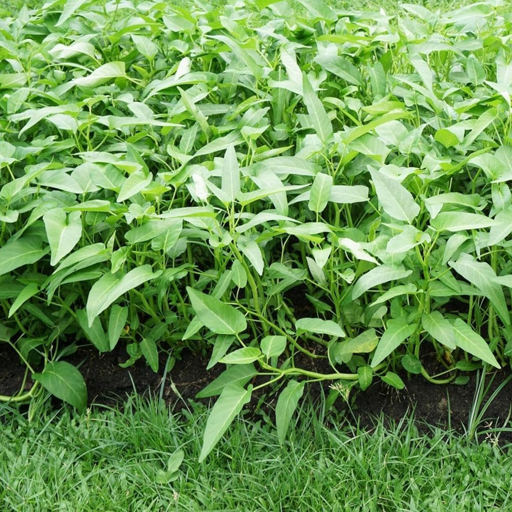 Three Stem Kangkong Water Spinach Growing in Garden
