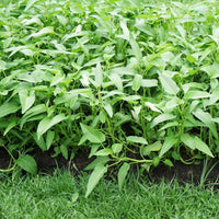 Three Stem Kangkong Water Spinach Growing in Garden