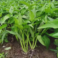 Three Stem Water Spinach Seeds for Planting