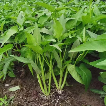 Three Stem Water Spinach Seeds for Planting