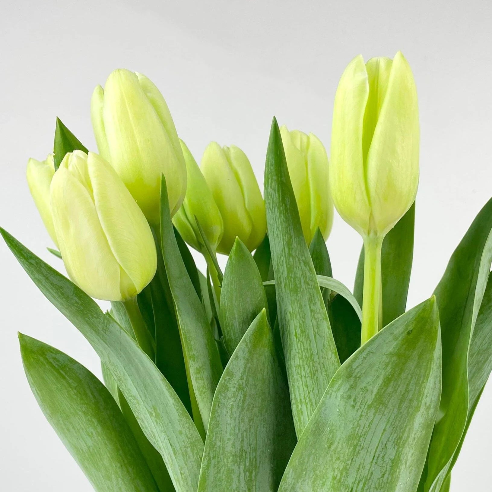 Yellow Green Tulip Flower seeds for Planting - Cottage Garden Essential, Heirloom & GMO Free Seeds for Home Garden
