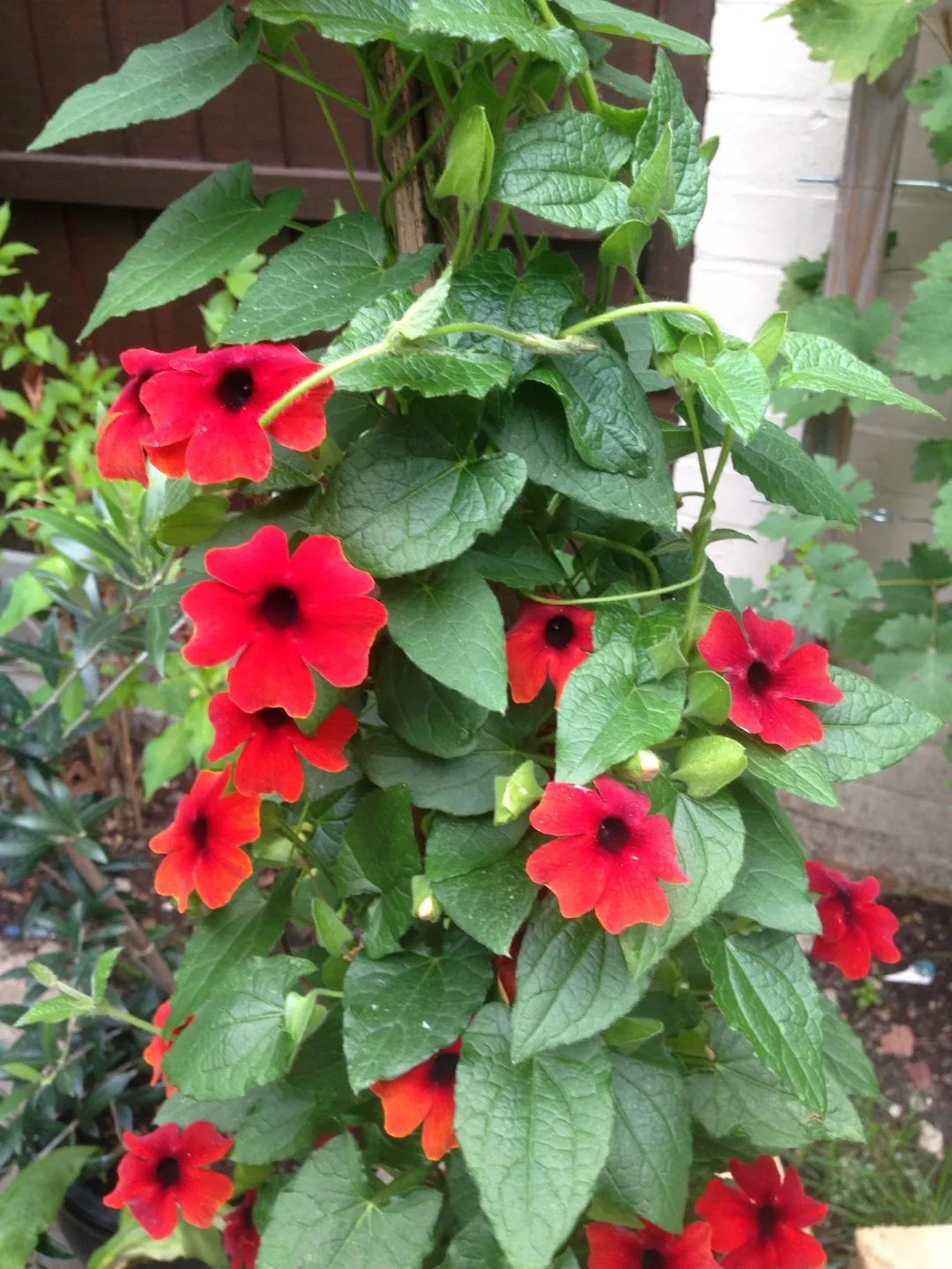 Thunbergia alata climbing flower seeds suitable for pergolas, fences, and containers.