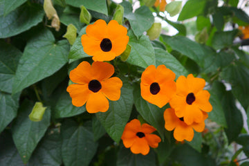 Black Eyed Susan Vine Seeds for Fast-Growing Flowering Climbers
