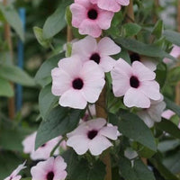 Climbing Thunbergia flower seeds suitable for trellises, fences, and containers.