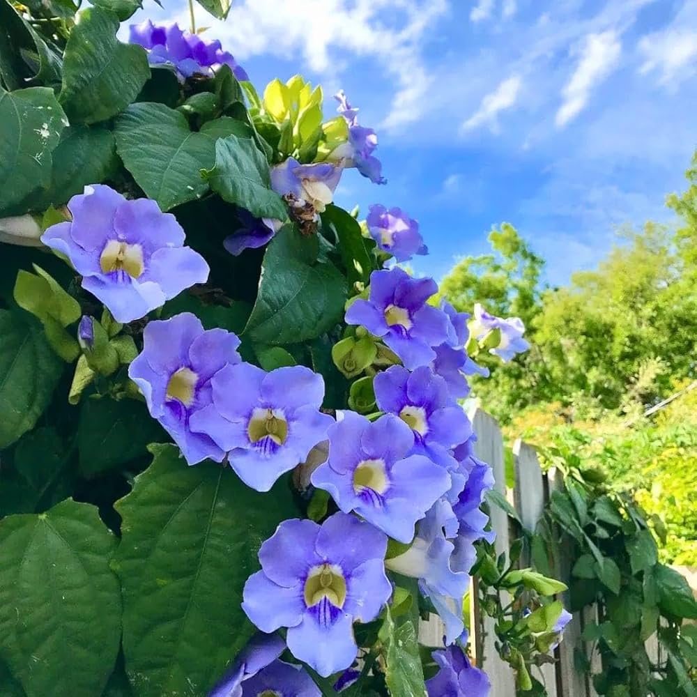 Thunbergia Grandiflora Alba Blue Sky Vine climbing on a garden trellis.