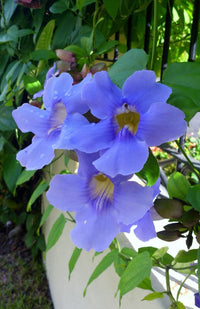 Lush Thunbergia Grandiflora vine creating a vertical garden display.