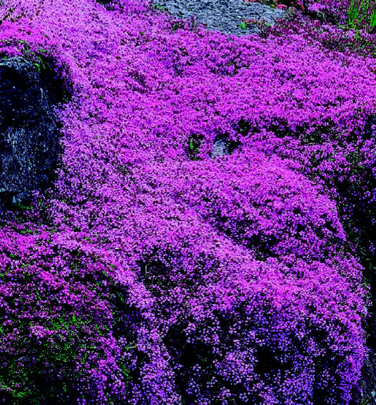 Purple creeping thyme growing as a colorful garden ground cover.