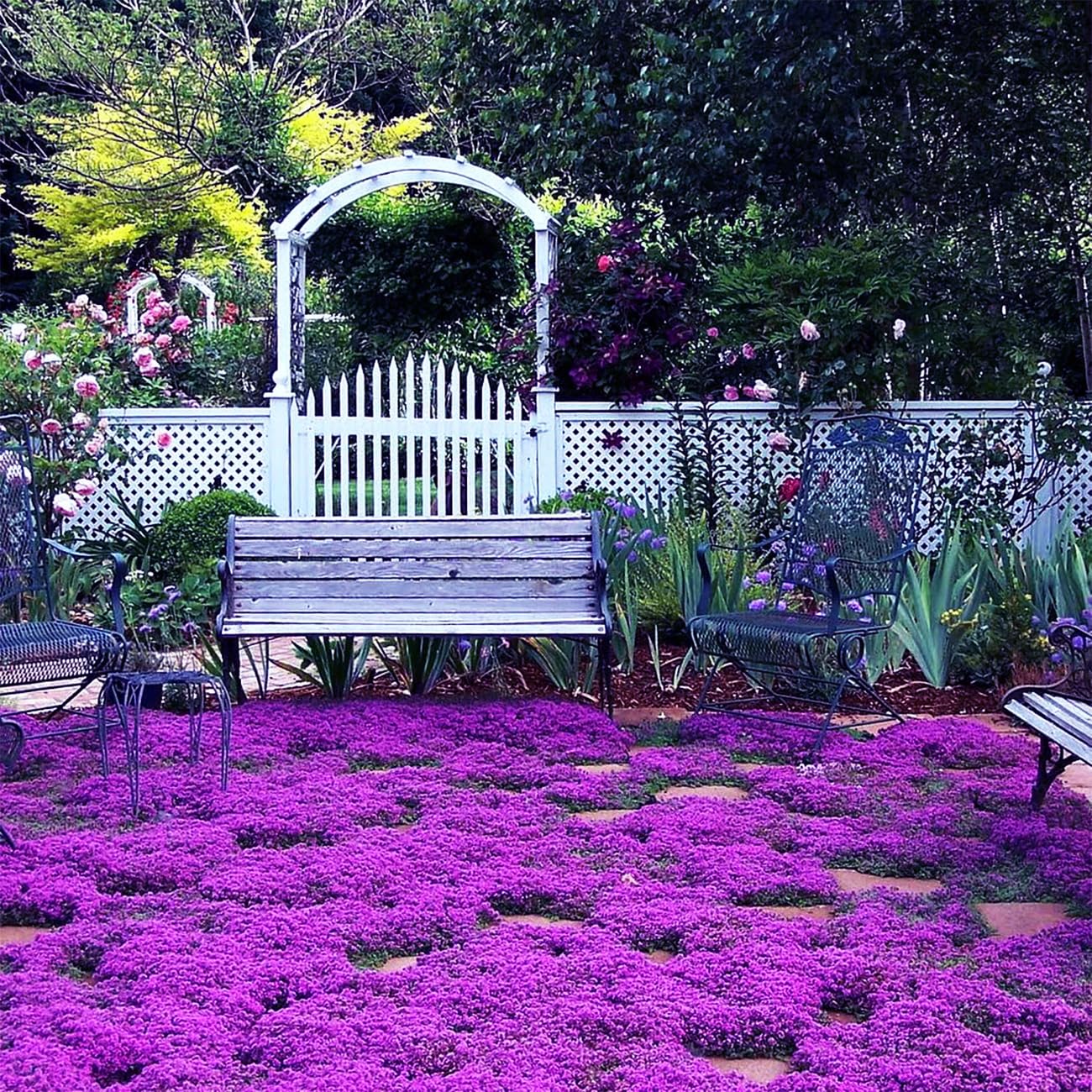 Thyme Creeping Purple Seeds for planting with fragrant ground cover herb.