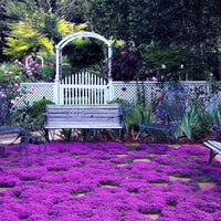 Thyme Creeping Purple Seeds for planting with fragrant ground cover herb.