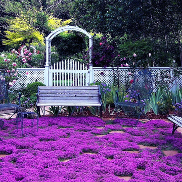 Thyme Creeping Purple Seeds for planting with fragrant ground cover herb.