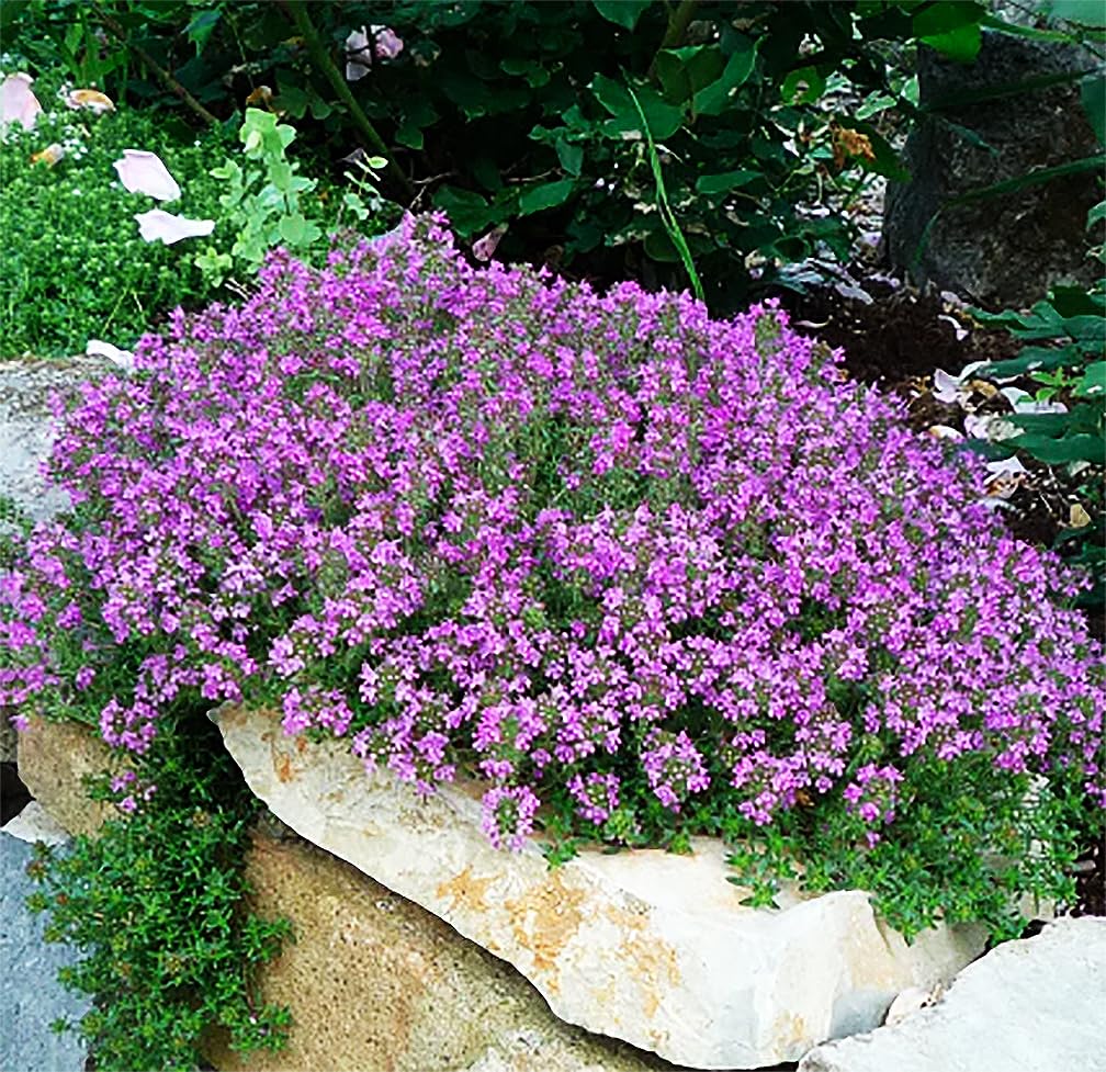 Creeping Thyme Seeds Germinating in Well-Drained Soil