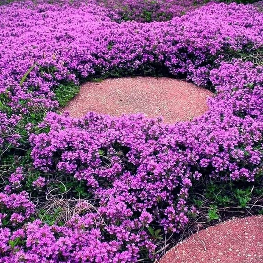 Creeping purple thyme herb suitable for borders, pathways, and containers.