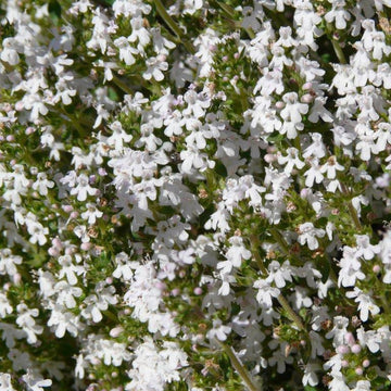 Thymus Fragrantissimu Flower seeds for Planting Cottage Garden Essential Heirloom & GMO Free Seeds for Home Garden